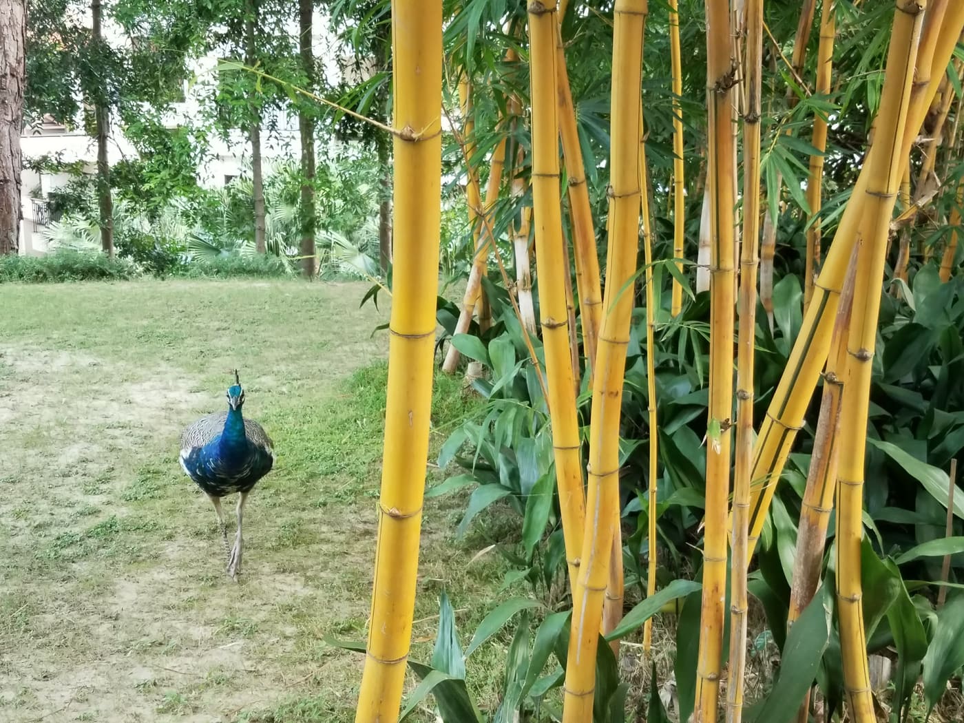 A peacock in a garden